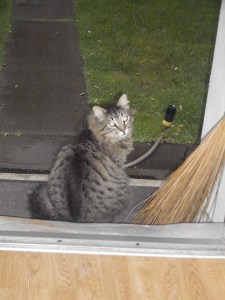 "Where is my umbrella?"