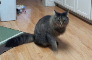 The Big Guy in summer fur