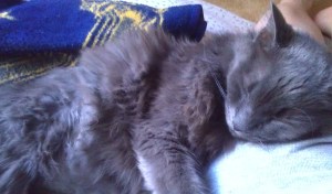 Fatty Sleeping jul 14