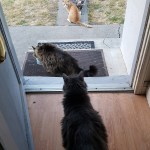 IMG_20170517_075931_997